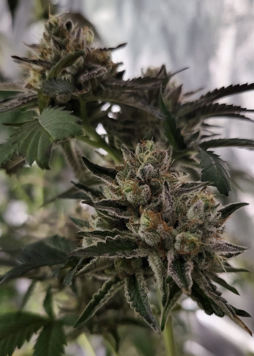 YourGreenHouse's tweet photo. What a beautiful grow from our good friend @420REAPERMAN showing off this crazy Lunchbox covered in frosty trichomes and looking pristine
Join our discord: https://t.co/o3Cn6kwHW5

#JGYO #Homegrown #CannabisCommunity #MMJ #Growyourown #CannaFam https://t.co/GHi7Jduhd3