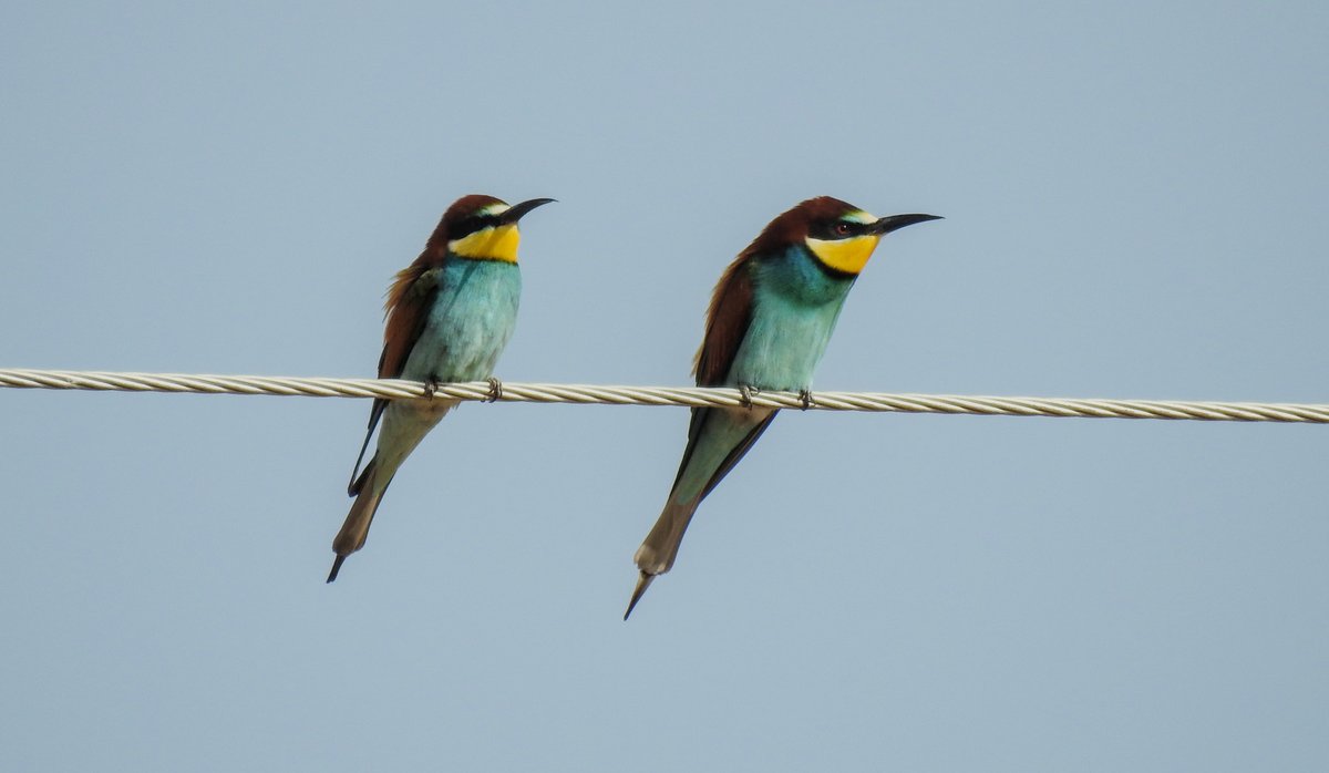 patagonianwild's tweet photo. Abejarucos
European bee-eaters
(Merops apiaster)
Toledo, España
Abril 2023
#birding #birds #abejaruco #bee-eater #meropidae #wildlife #wildlifephotography #toledo #spain #avesdeespañaydeeuropa #spring #migratorybirds https://t.co/Dw0DD3WW6U
