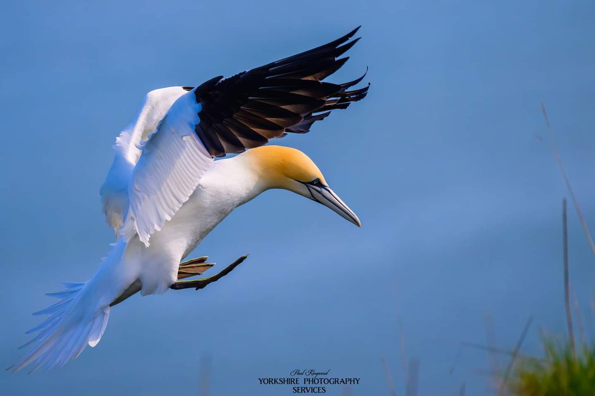 #wildlife #wild #nature #NaturePhotography #rspb #photography #photooftheday #NatureBeauty #naturein_focus #birdphotography #BirdsOfTwitter #birds #nikonphotography #NikonZ9 #nikonz100400s #nikonuk #rspb #gannets #nikonworld