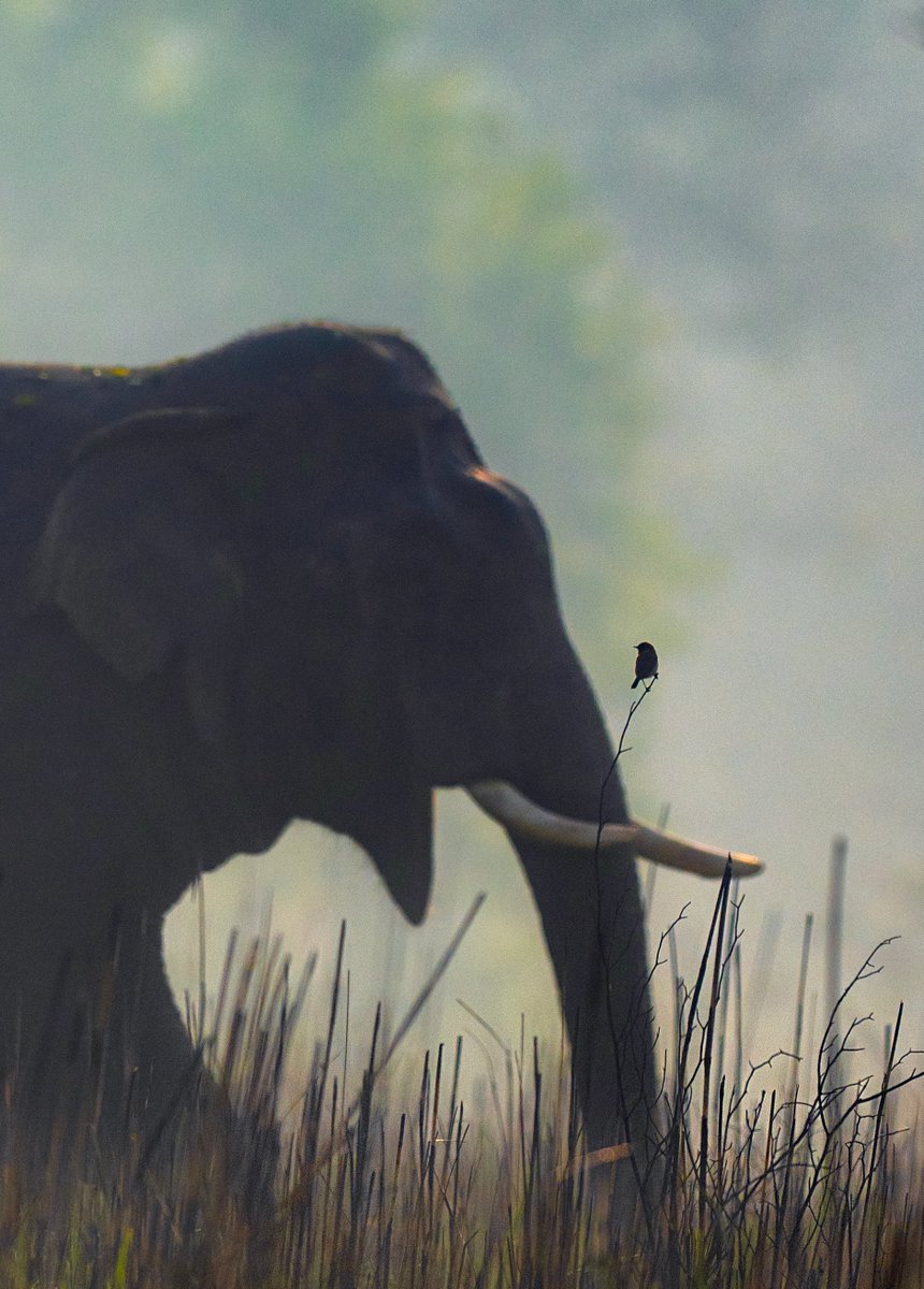 itsmesubhash's tweet image. Let’s Talk my friend! - A photo I captured at Jim Corbett National Park, India.