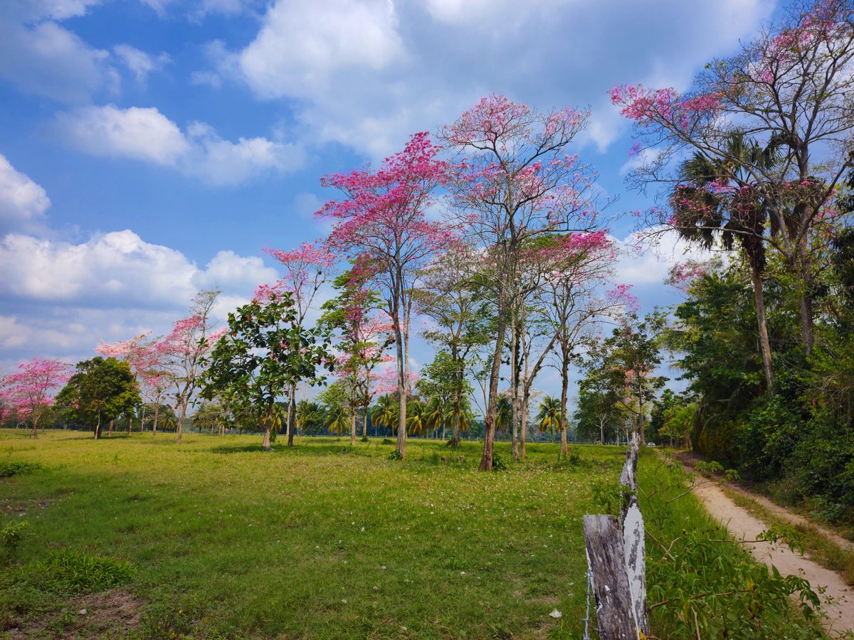 dr_ricardez1's tweet photo. Diferentes tonos de rosa en los macuilies, Tabasco 🩷🪷
#macuilis
#macuilies https://t.co/gzaXuOMO6E