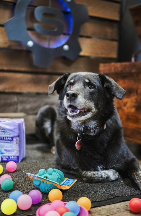 TheSubieSmith's tweet photo. At Subiesmith Lakewood, we love our furry friends a little more than our Subarus, which is why we are proud to support the Dumb Friends League. We strive to make a difference through monthly donations, sponsored events, and supply drives. https://t.co/mnF3kmFErs https://t.co/3HAhLBqZrD