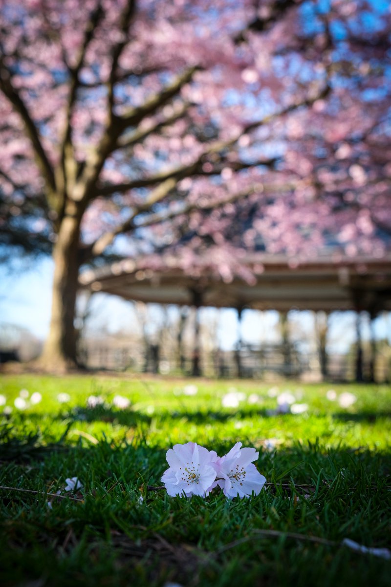 Spring in @prospect_park 

#prospectpark #nycparks #sakura #springinnyc #ny1 #abc7ny #cherryblossoms