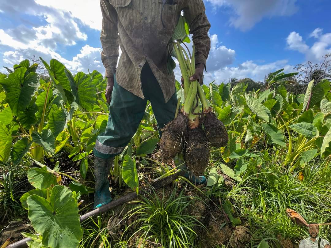 Dasheen Production 
#foodsecurity #caribbeanagriculture