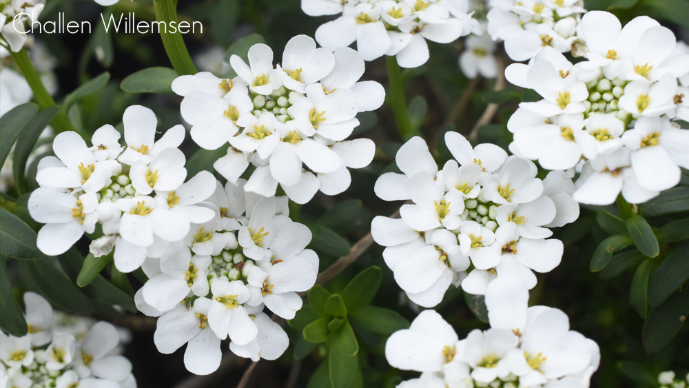 hiro_jp 🌸🪴🫒🌸 on Twitter "RT challenguate Spring in Seattle, Part 3