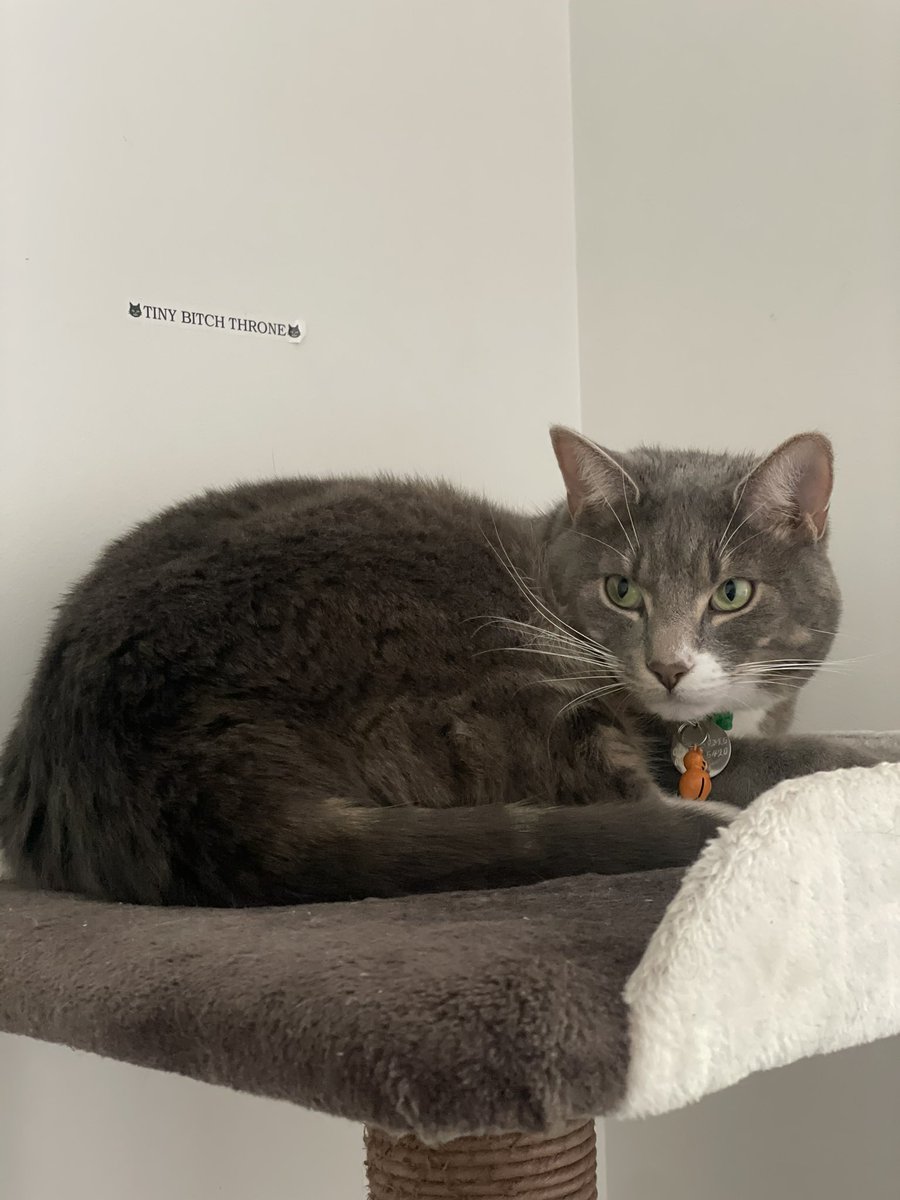 roachiee_'s tweet photo. We reorganized our house this weekend and my housemates made sure to make their cats feel comfortable with the adjustments. https://t.co/jjujWIgSI9