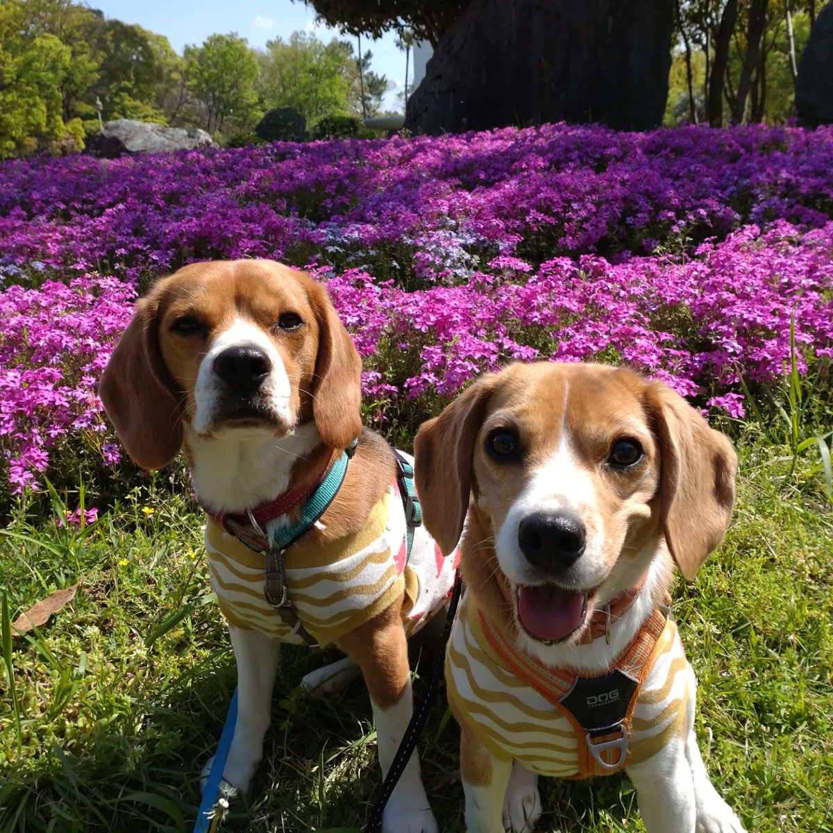 芝桜と俺たち。

Andyの顔とBelleの顔の差😂
真顔過ぎんか、Andyやん。