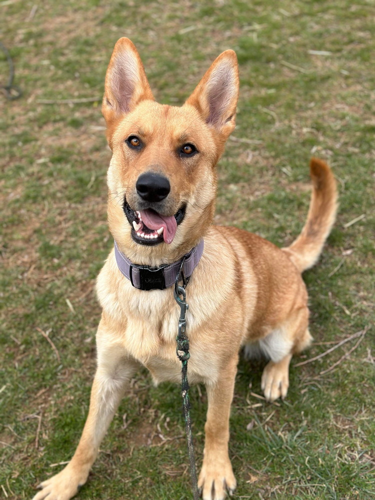 MAGSRPups's tweet photo. Meet Maggie,  This 1 yr old GSD mix is good with dogs and people and looking for an endless game of fetch!  As with any young GSD, she loves to work and is always looking for a chance to show of her newly acquired basic obedience training. #adoptdontshop #muttsrule #MAGSR #rescue https://t.co/rzDXmX8b8N