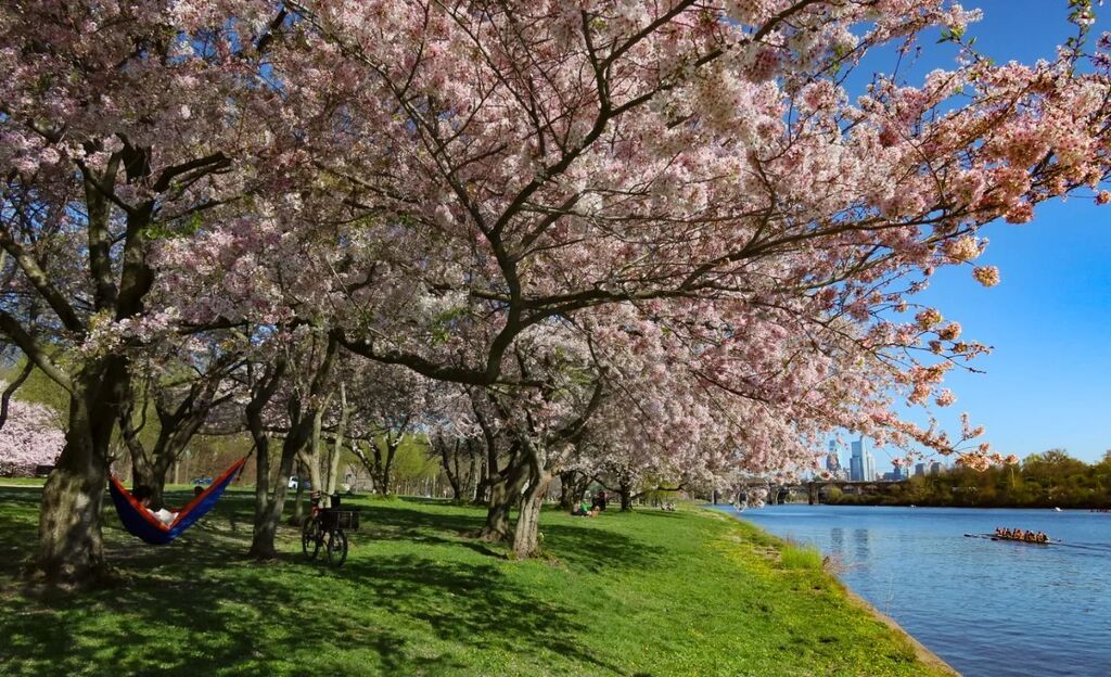 seankardon's tweet photo. Cherry trees are in bloom along Schuykill River and Kelly Drive. #floweringtrees #cherryblossom #cherrytree #floweringtree #visitphilly #visitphiladelphia #phillyweather #philadelphiaphotographer #phillyphotographer #canong5xmarkii #canon📷 #bicycleri… https://t.co/dd3nuATVpm https://t.co/PphpSSmy0B