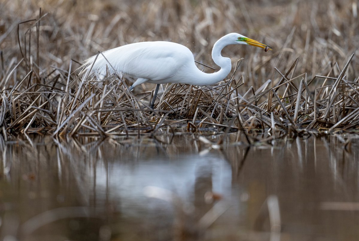 A Great Egret right after catching a tiny fish. This time of year the lores - the space between the eyes and beak - of a Great Egret are a bright green.