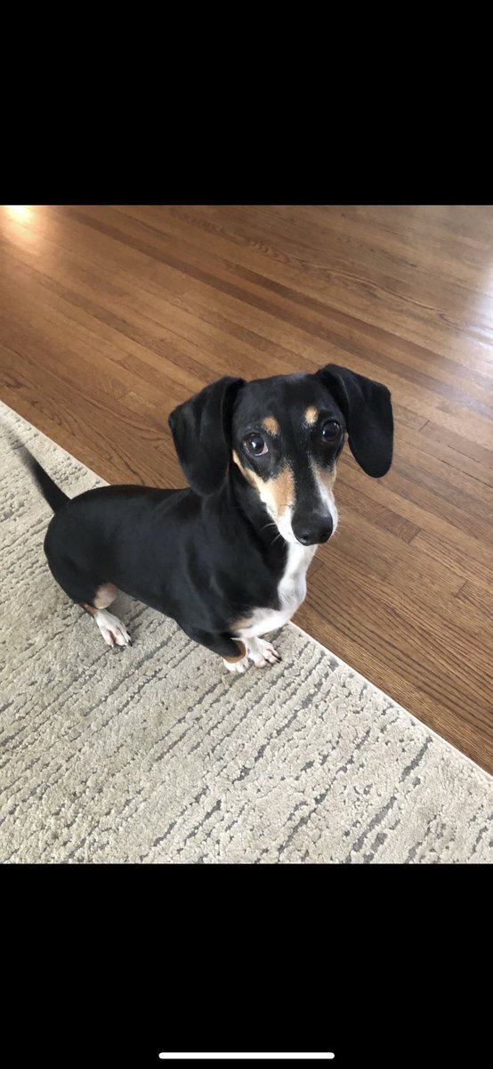 kfsmith1's tweet image. Hey all @PlazaMidwood - we are looking for Maggie. Please help us find her. She got out of the fence near Shamrock Gardens Elementary this morning on April 10th. We are missing her terribly. Please share! @FKNTORO @CrownClubCLT @cltfcfantv @TheCLTFCFC Help spread the word!