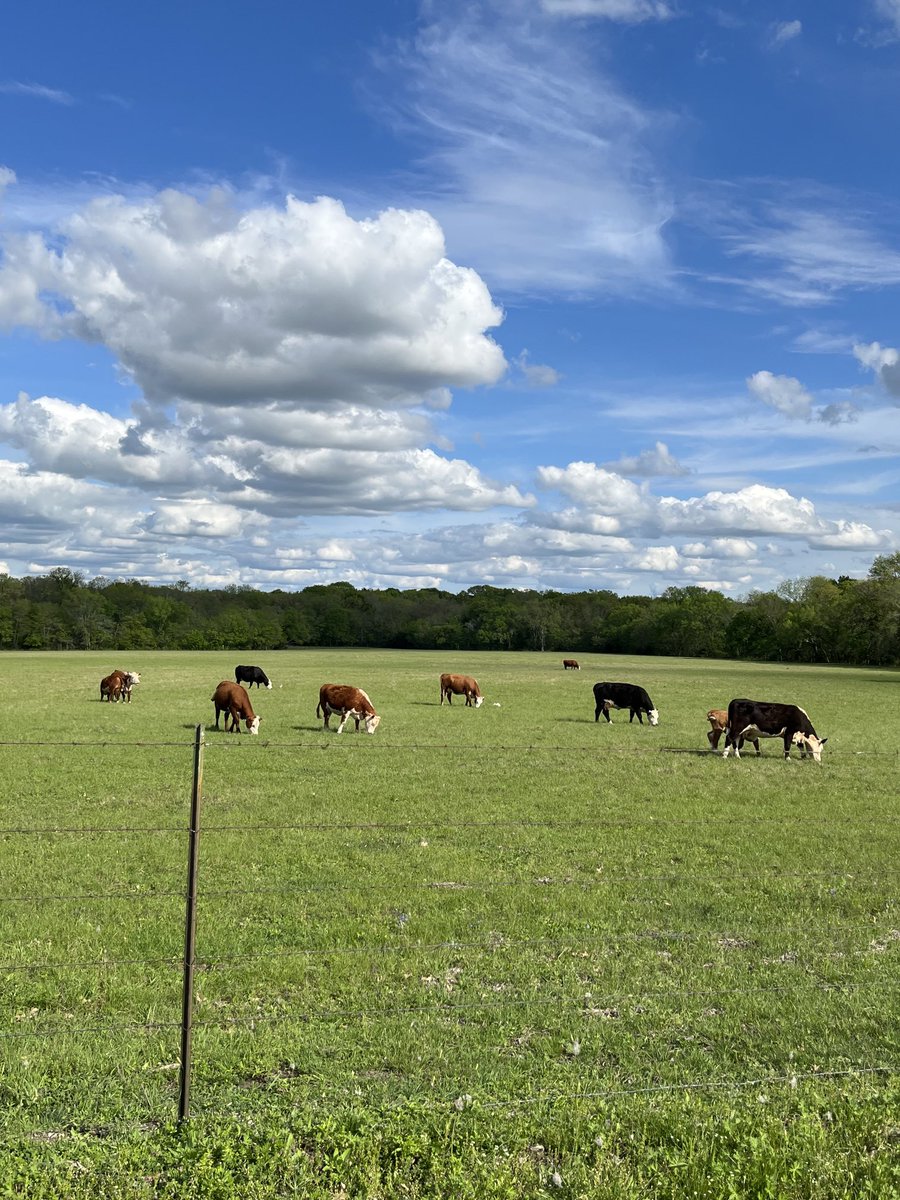 Marty Dicken tweet media