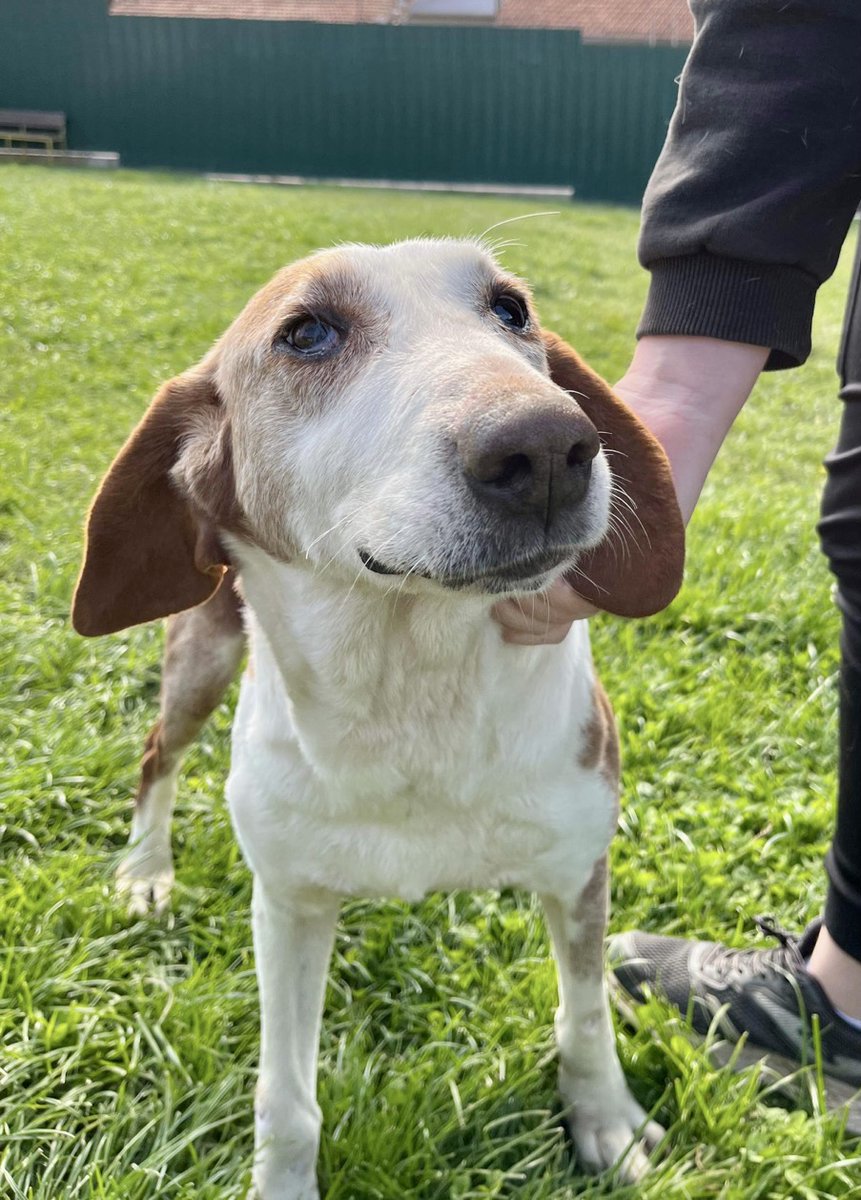 Our beautiful smiley older boy Marko, 10 years old is still looking for a home offer. We reduce fees for older #dogs to give them a better chance of being adopted #SeniorDogs Please reach out to the team for more information 👉 facebook.com/LendAPawRescue