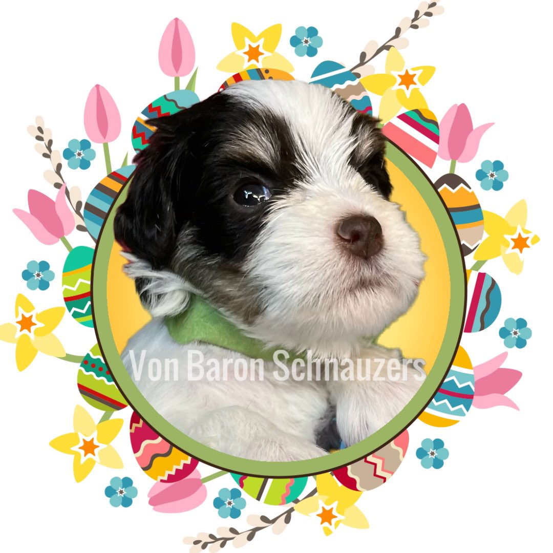 Schnauzer puppies

#dogs 
#texas 
#schnauzer 
#puppies 
#miniatureschnauzers 
#akc