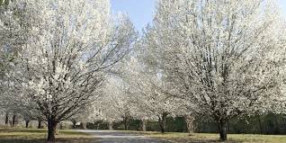 yourfavg0blin's tweet photo. I!!!! HATE!!! CALLERY!!!! PEAR!!! TREES!!! https://t.co/h5KYcilI6n