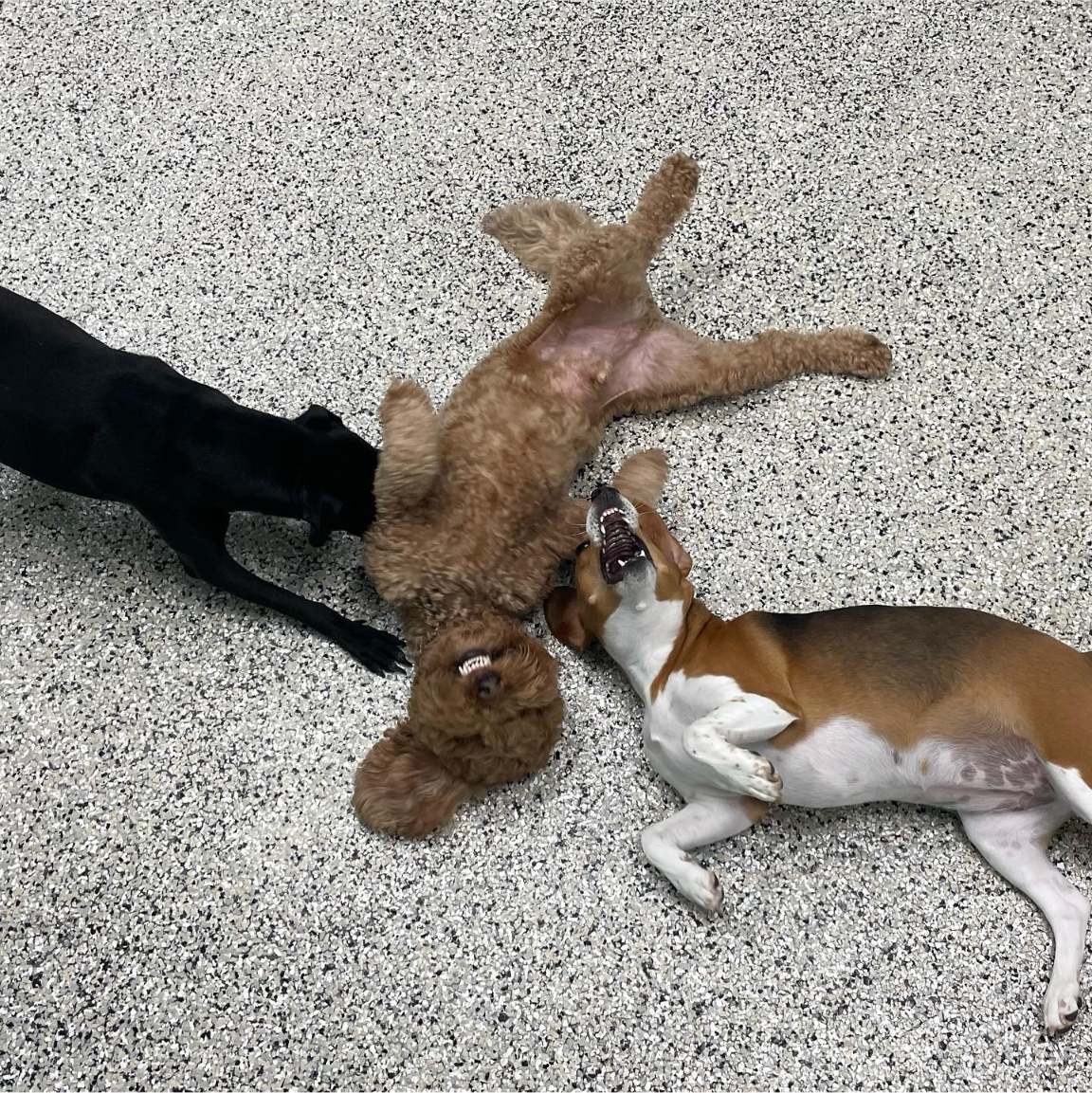atlantapetlife's tweet photo. Fridays are meant for friends!โค
(and teefy smiles)๐
Have a great weekend out there!
#atlantapetlife #AtlantaDogs #heydood #DogsofAtlanta #atlantapets #doggo #atlpets #atlantadogs #dogsofatlanta #friday https://t.co/SidBOKC7dK