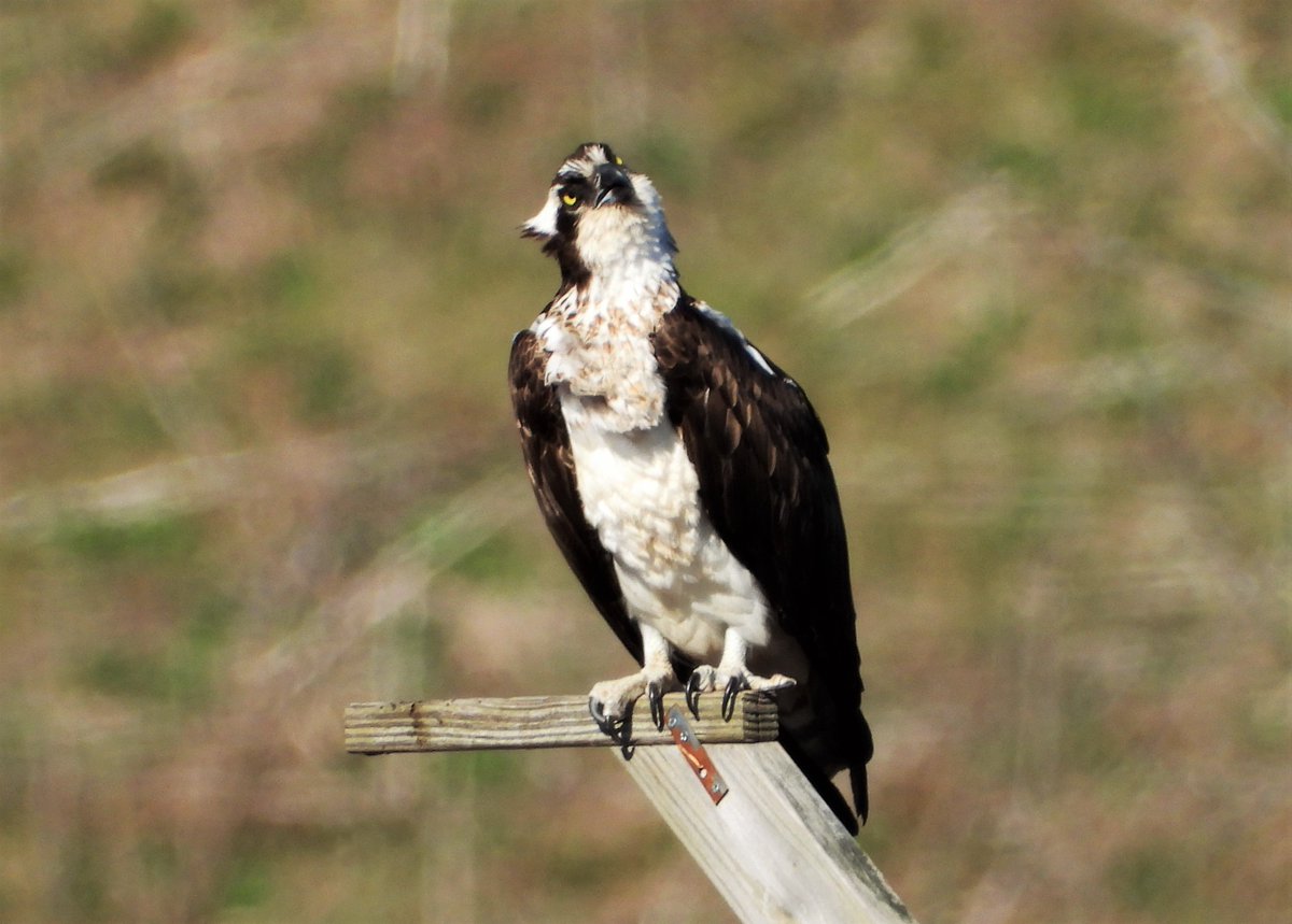 jill50546998's tweet photo. #ospreys can not move their eyes, so they move their heads instead. This female was watching her mate circling overhead. #birdwatching #birds #birdsofprey #birdphotography #matedpair #wildlifephotography https://t.co/S3bs9nDrz9