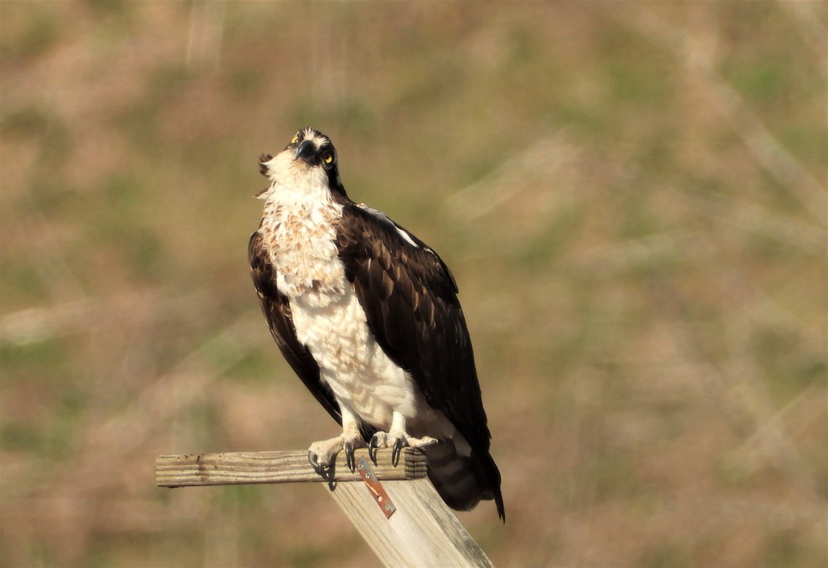jill50546998's tweet photo. #ospreys can not move their eyes, so they move their heads instead. This female was watching her mate circling overhead. #birdwatching #birds #birdsofprey #birdphotography #matedpair #wildlifephotography https://t.co/S3bs9nDrz9