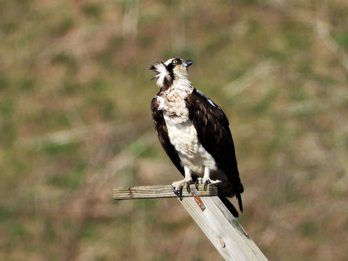 jill50546998's tweet photo. #ospreys can not move their eyes, so they move their heads instead. This female was watching her mate circling overhead. #birdwatching #birds #birdsofprey #birdphotography #matedpair #wildlifephotography https://t.co/S3bs9nDrz9