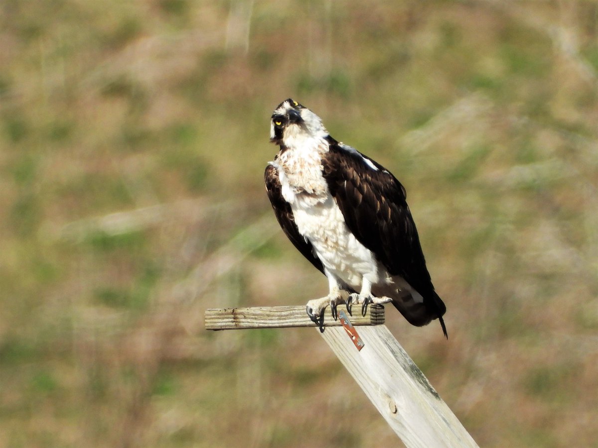 jill50546998's tweet photo. #ospreys can not move their eyes, so they move their heads instead. This female was watching her mate circling overhead. #birdwatching #birds #birdsofprey #birdphotography #matedpair #wildlifephotography https://t.co/S3bs9nDrz9