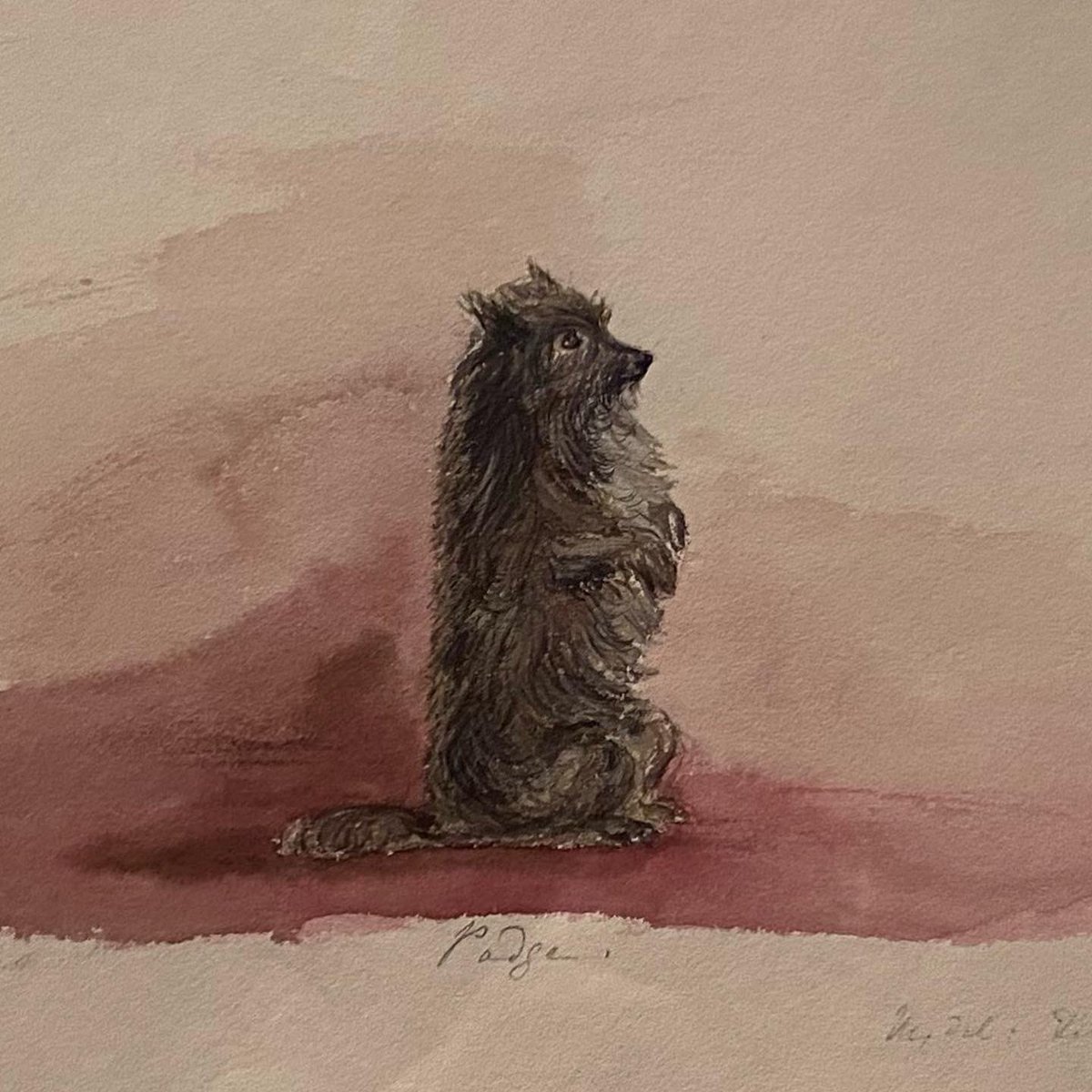 DOG WAT I SAW tweet media