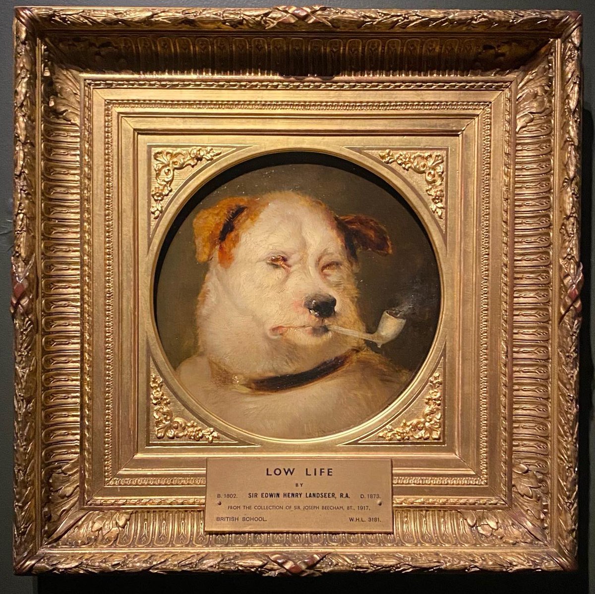 DOG WAT I SAW tweet media