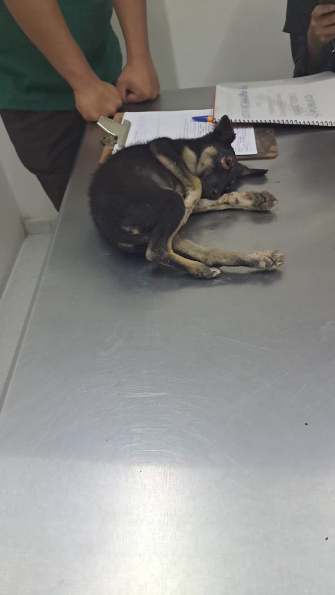 MalixYaah's tweet photo. El pequeño Max, a sus 3 meses de edad ya sufrió el abuso y maldad humana, lo patearon y le sacaron un ojito, tiene fractura y requiere apoyo para salir adelante, ayúdale Banamex 5204 1673 7267 6296 Celia Carrasco @gabbie_viquez @MigueJimenez78 @amilindaheidi @UribeMerle https://t.co/94sz4p2Seg