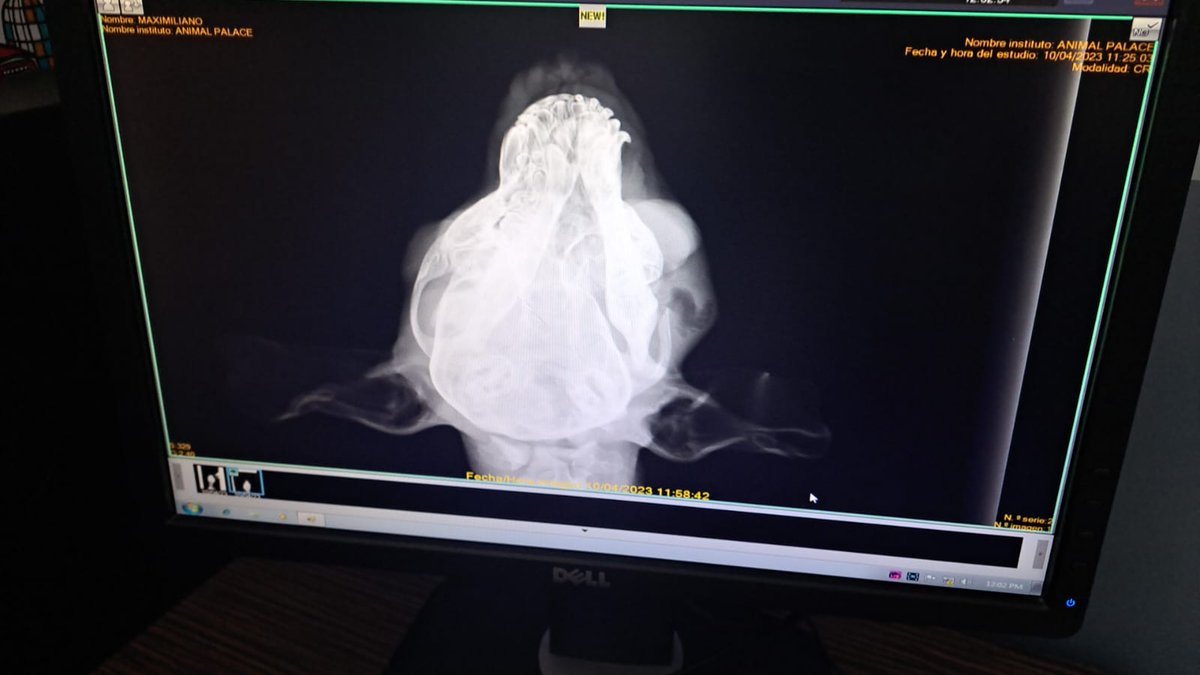 MalixYaah's tweet photo. El pequeño Max, a sus 3 meses de edad ya sufrió el abuso y maldad humana, lo patearon y le sacaron un ojito, tiene fractura y requiere apoyo para salir adelante, ayúdale Banamex 5204 1673 7267 6296 Celia Carrasco @gabbie_viquez @MigueJimenez78 @amilindaheidi @UribeMerle https://t.co/94sz4p2Seg