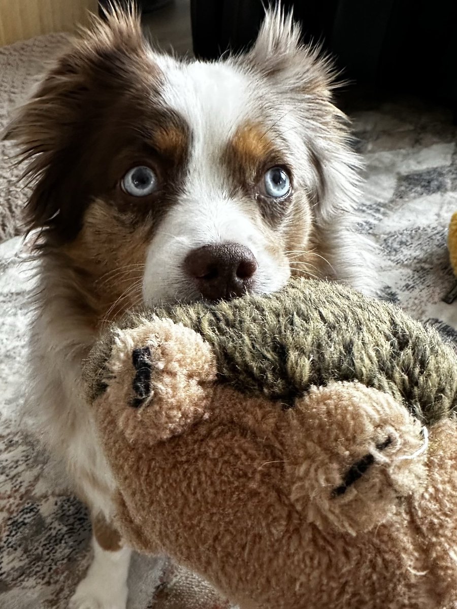 whaHappenToo's tweet photo. My little doggie
Loves her hedgehoggy
Who doesn’t have a stuffy
They can’t get enough-y? https://t.co/JtoxnHu3CZ