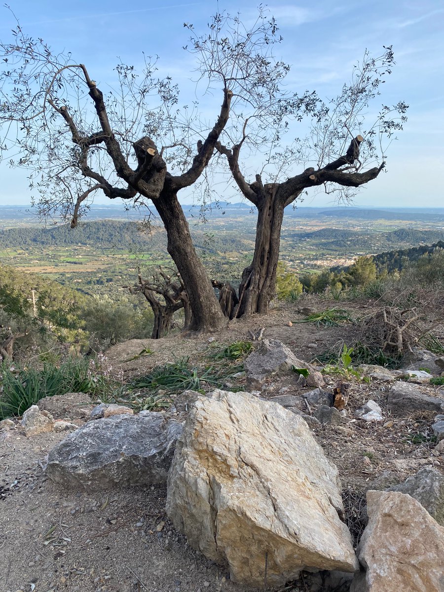 3404metros's tweet image. Subiendo desniveles por el patio de casa #mountainbiking #serratramuntana , fresquito de tarde, sin calor por Mallorca y tan a gusto 
@ElTiempoA3
