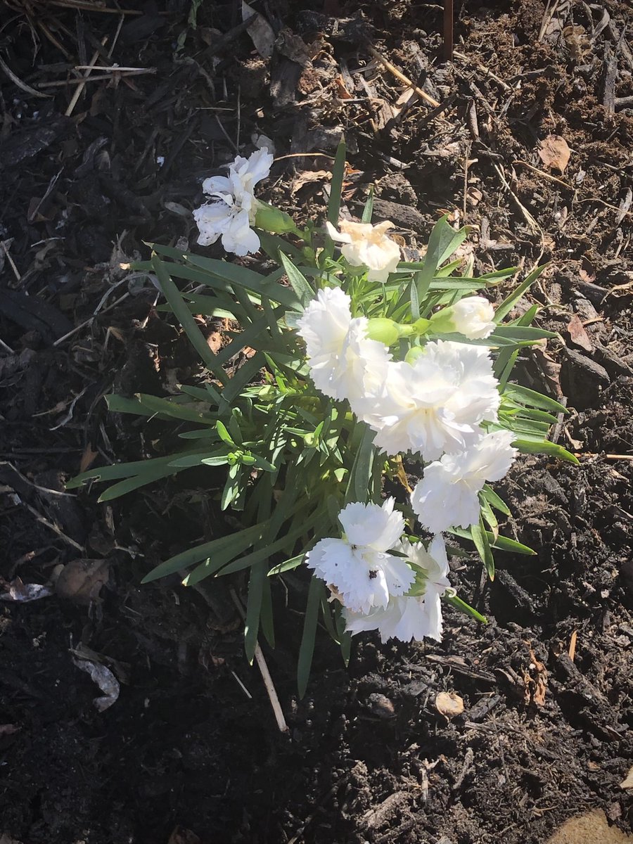 Spring Notes
04.10.2023

#WithLovefromaBronxGirl #Spring #SpringNotes #OurGarden #Grief #Loss #Flowers #Carnations #Pansies #NY #Writing #Journaling #Script