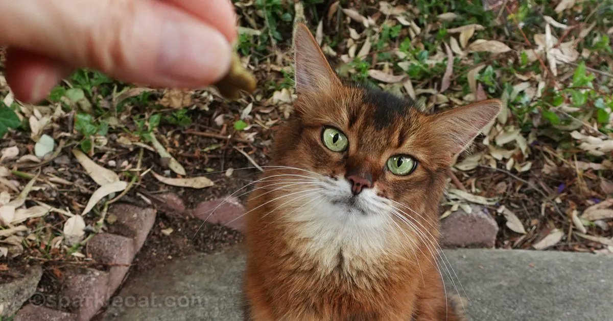 Sometimes my human and I do training sessions outside - and there's a reason for that! I explain in this blog post...and there's a video too buff.ly/3Knltid #cattraining #catvideo #catsontwitter