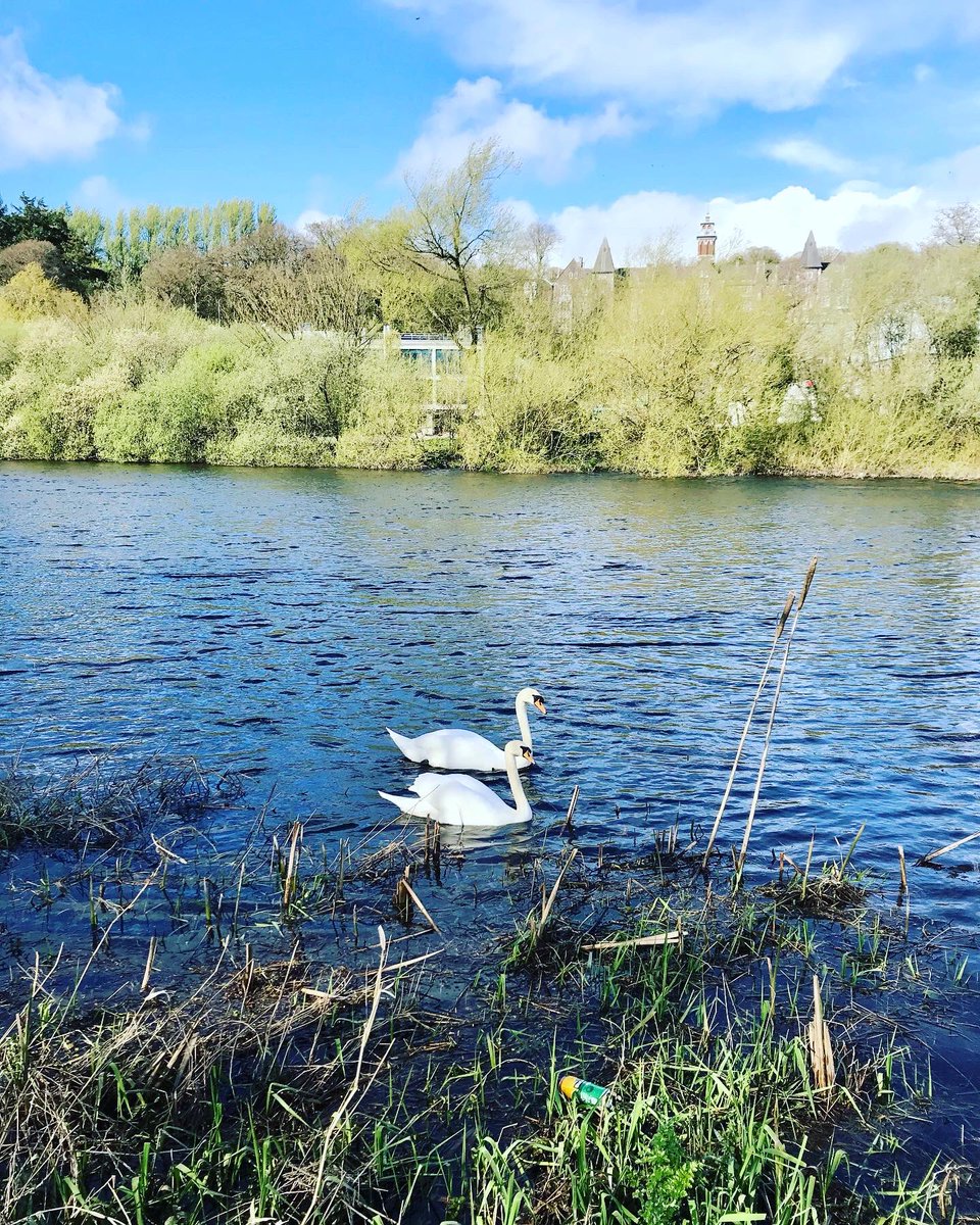 SineadBarry77's tweet photo. Bank holiday Monday stroll with @amanublanco #riverlee #daffodils #bankholidaymonday #freshair #swans #walk #leefields #Shakybridge #corkcity #ireland #iphonography #filter @corkbeo @yaycork @CorkDaily @CravingCork @pure_cork @LovingCork https://t.co/sWfDzOMp6h