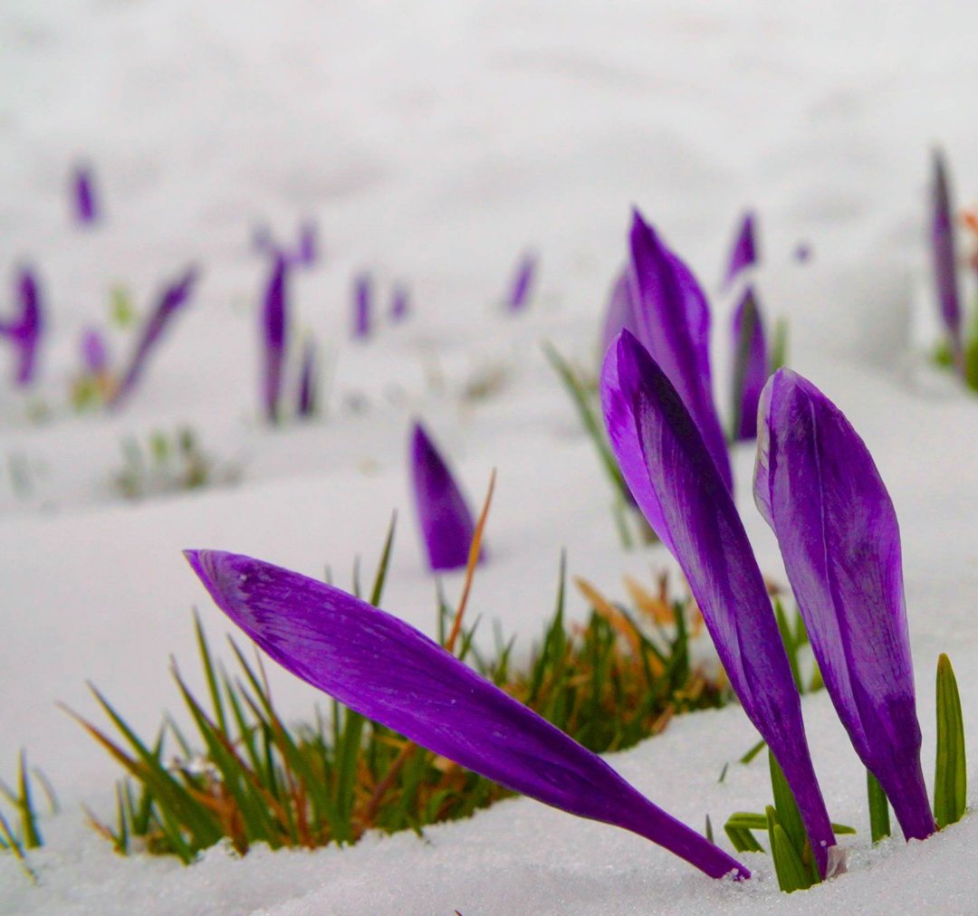 bluefrog_film's tweet photo. The Carpathian saffron (Crocus vernus) begins to bloom immediately when the snow melts. Late snowfall occurs at 1200-1300 meters even in April, but it doesn't bother them.

#springcrocus #Carpathians #Aprilsnow https://t.co/ihEHekARgg