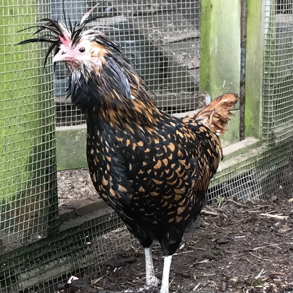 Beaker would like you to know she does NOT like the rain. #BadHairDayChickenVersion #GoldenPolish #SeattleChickens
