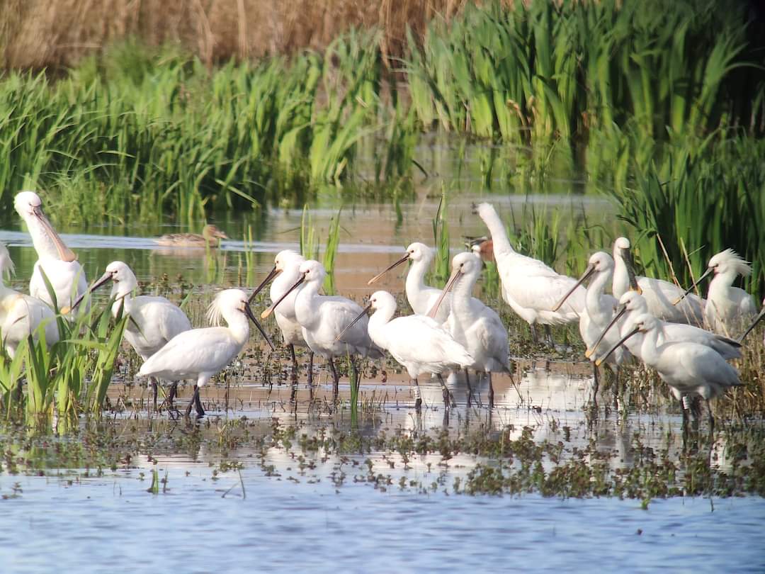 Spatules blanches dans le marais de la Claire-douve. 
Magnifique échassier emblématique des zones humides.