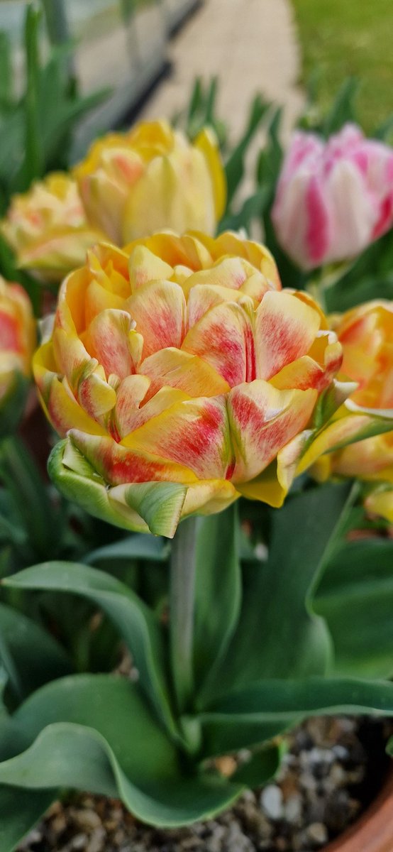 Foxy Foxtrot tulip changed to this mango sorbet #Foxtrot #tulip #SpringIsComing #bulb