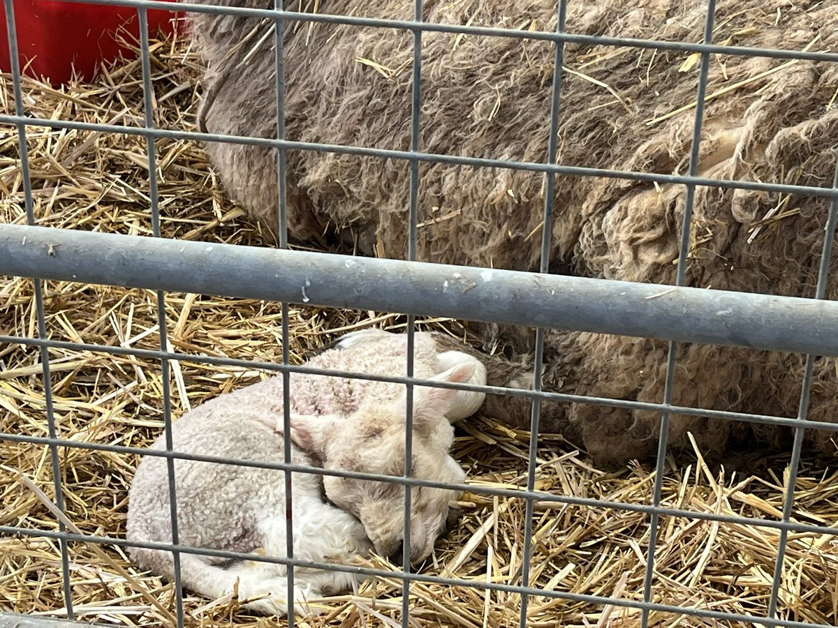 Well after a bit of a windy journey we arrived safely with the <a href="/swiftgroup/">Swift Group</a> #caravan <a href="/CotswoldFarmPrk/">Cotswold Farm Park</a> holiday park. Went into the farm and got to meet the lovely Adam from @BBCCountryfile #caravanning #touring #lambing2023