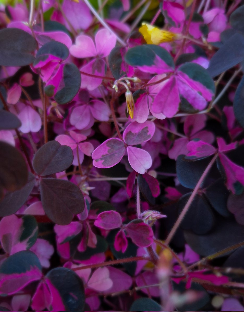Had to buy a new Oxalis v.  Crazy Plum as I lost mine in the winter. Did you know you can eat this? It's not just a pretty flower, it's a herb, but best fresh in salads 💛😋
#VegetableGardening  #GardenersWorld #gardening