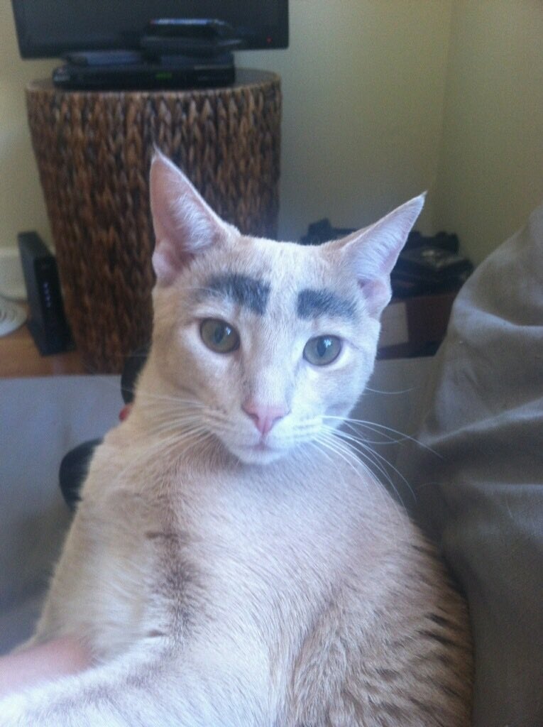 fee_lcafee's tweet photo. Bonjour Estelle, c’est l’expert, pour vous dire que votre chat ça va pas être possible pour l’émission. #MariesAu1erRegard  #marieaupremierregard #MAPR https://t.co/Khdaxjcuh6