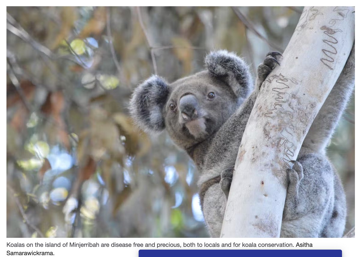 Interesting #article from @ConversationUS about the importance of #culturalburning for #koalas, their #habitat and #people. 
🐨🌿Help koalas here: koalaterritory.org.au
📰 theconversation.com/cultural-burni…
#SaveKoalaHabitat #IndigenousScience