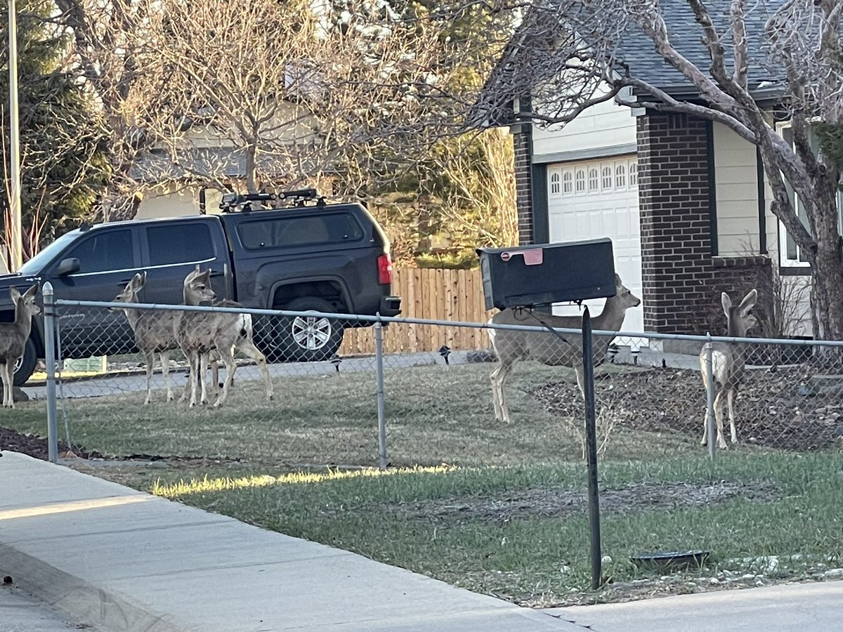 Neighbors had some guests over this morning #coloradoWildlife #deer #cellPhonePhotography #thePhotogorilla