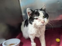 Oscar 168450 has seen the worst
&amp; can this #NewYork cat come in 1st
in your home &amp; in your heart
where you'll hold him close &amp; never part?
It be so very true
he will die without me &amp; you!
Adopt him if you would
Pledge for rescue if you could!
VERY URGENT! 
facebook.com/photo.php?fbid…