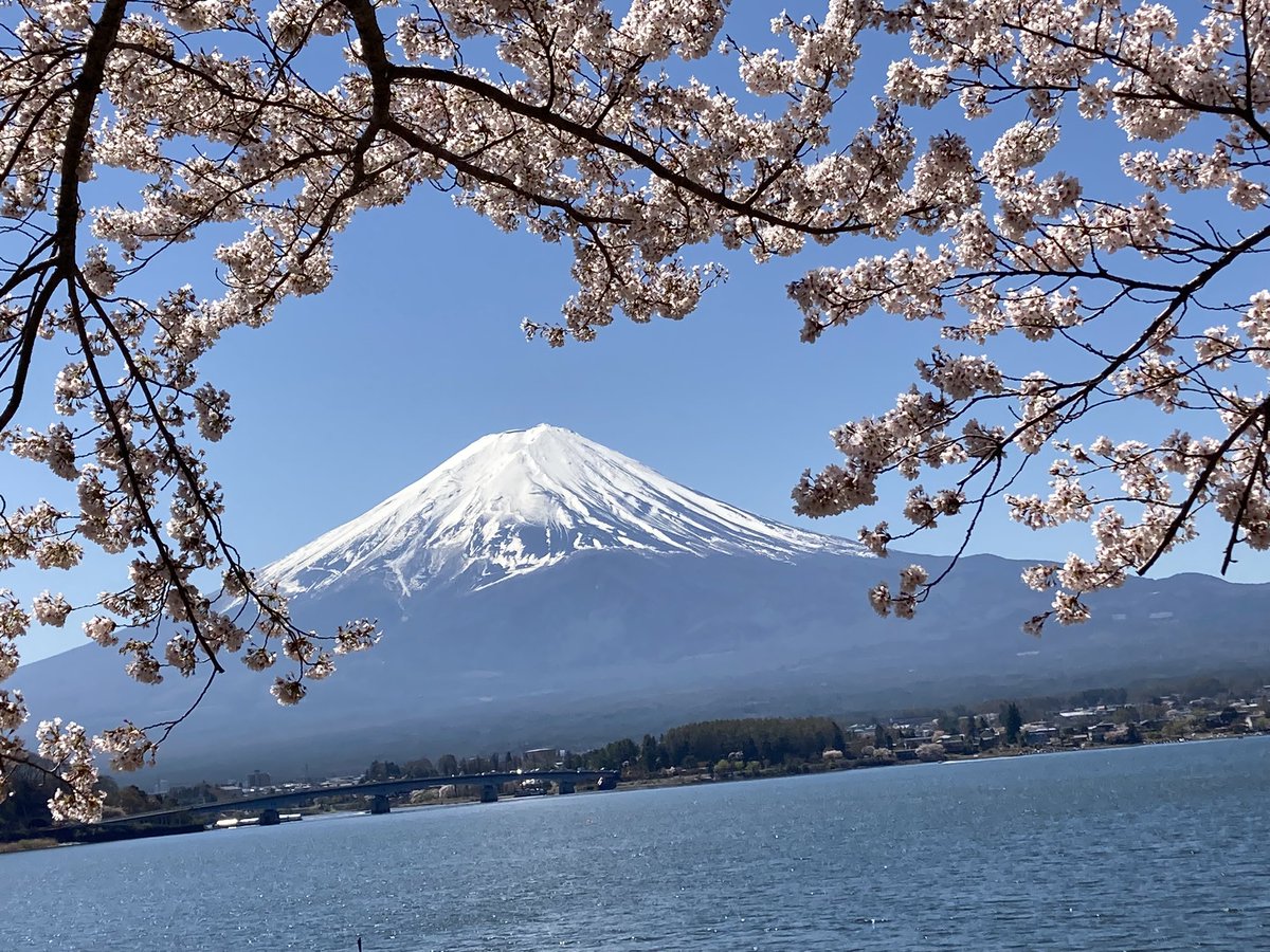 usapi0125's tweet photo. 晴天の富士山と桜🌸 https://t.co/ANDtiM08Rc