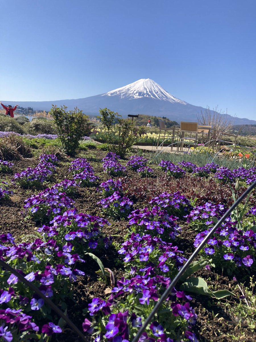 usapi0125's tweet photo. 晴天の富士山と桜🌸 https://t.co/ANDtiM08Rc