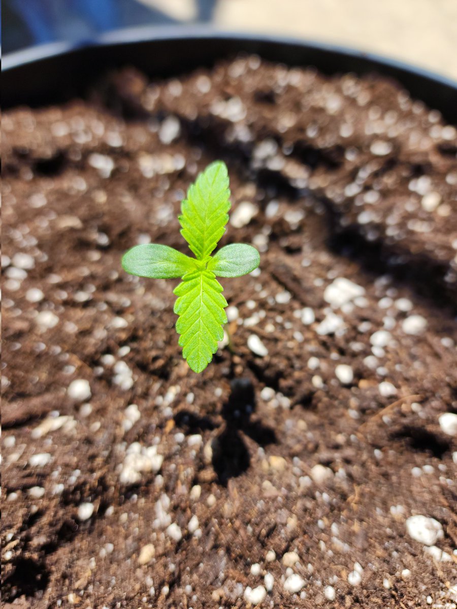 leafroe's tweet photo. Here we #groe. https://t.co/QLcLCD81CI