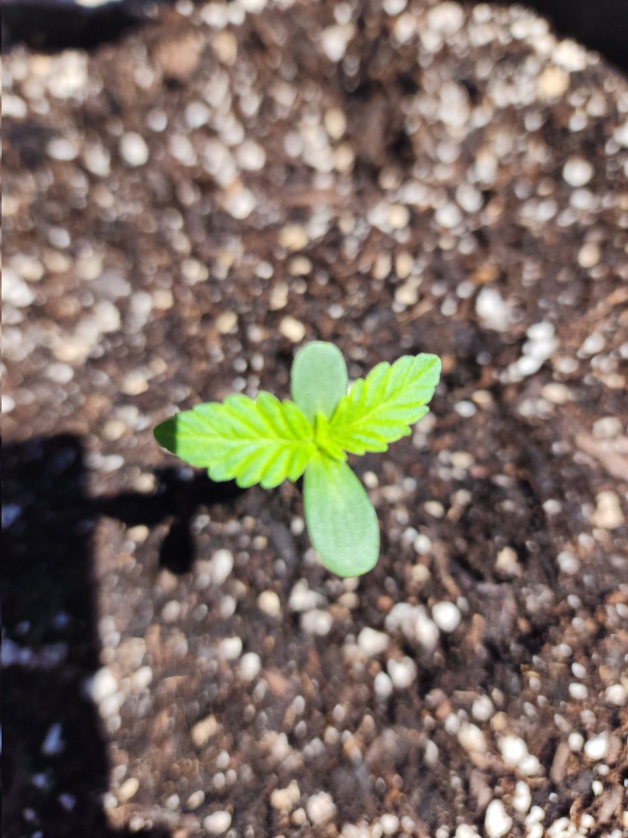 leafroe's tweet photo. Here we #groe. https://t.co/QLcLCD81CI