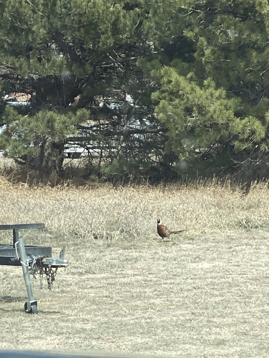 NSP_TroopE's tweet photo. A Beautiful Spring Day here in #WesternNebraska brings out all sorts of visitors. This rooster pheasant decided to stroll on by while I was working on the #SIDNE impaired driving cart. Add him to the list of deer, fox, and other critters who come to visit the Troop E office https://t.co/H79v2ZN7aj