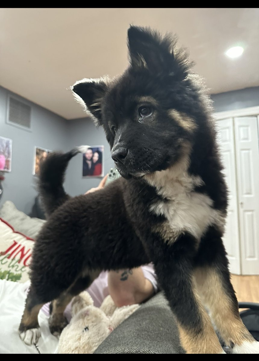gueraahh's tweet photo. Please help me share and find my Kita girl !!! 🥺🥺
Saturday morning we woke up and noticed our back door open and our girl has been missing since !! She is a 6 month old Japanese Akita, very friendly if anyone has seen or heard anything of her please contact me ! https://t.co/P6gK0T9GOX