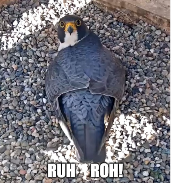 Bill Kobertz tweet media